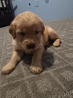 Golden Retriever Boy 1, a male Golden Retriever for sale in Lubbock, TX – 2 of 7