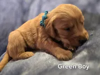 Green Boy, a male Golden Retriever for sale in Lubbock, TX – Photo 4 of 9