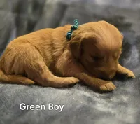 Green Boy, a male Golden Retriever for sale in Lubbock, TX – Photo 7 of 9