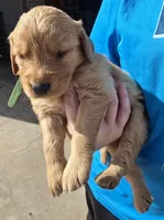 Green Boy, a male Golden Retriever for sale in Lubbock, TX – Photo 2 of 9