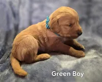Green Boy, a male Golden Retriever for sale in Lubbock, TX – Photo 5 of 9