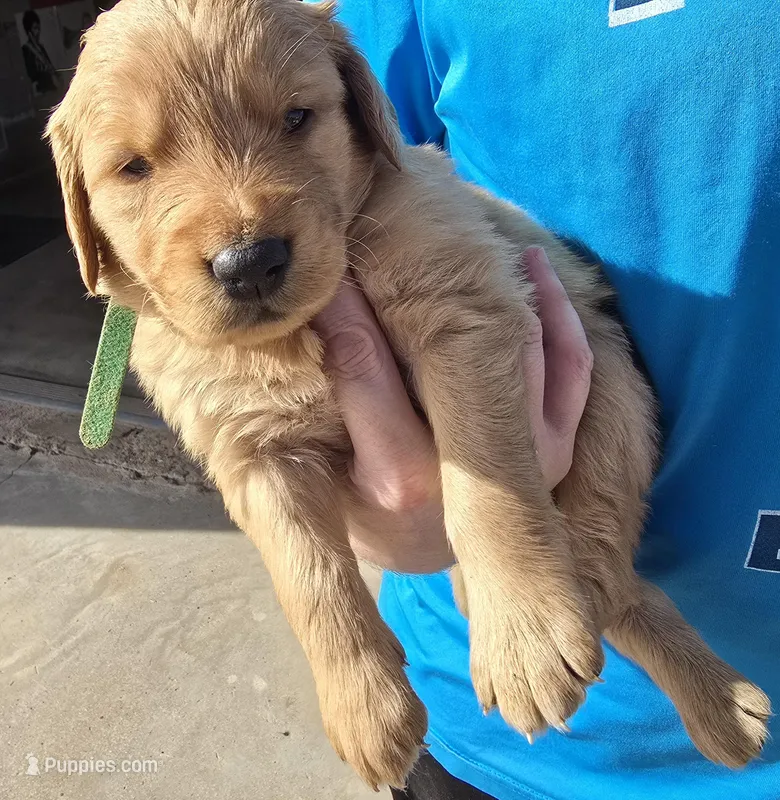 Green Boy – Golden Retriever puppy for sale in Lubbock, TX