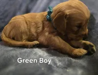 Green Boy, a male Golden Retriever for sale in Lubbock, TX – Photo 8 of 9