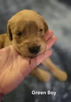 Green Boy, a male Golden Retriever for sale in Lubbock, TX – Photo 6 of 9