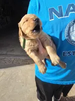 Green Boy, a male Golden Retriever for sale in Lubbock, TX – Photo 3 of 9