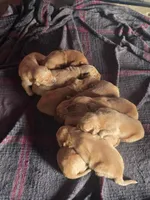 Golden Retriever Boy, a male Golden Retriever for sale in Lubbock, TX – 3 of 4