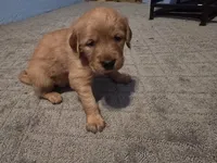 Golden Retriever Boy 1, a male Golden Retriever for sale in Lubbock, TX – 3 of 7