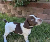 Purple female, a female German Shorthaired Pointer for sale in Eagle Mountain, UT – 3 of 3