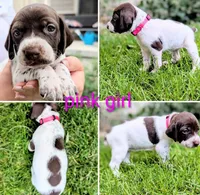 Pink female, a female German Shorthaired Pointer for sale in Eagle Mountain, UT – 2 of 3