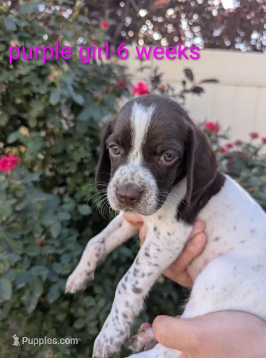 Purple female – German Shorthaired Pointer puppy for sale in Eagle Mountain, UT