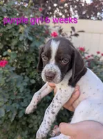 Purple female, a female German Shorthaired Pointer for sale in Eagle Mountain, UT – 1 of 3