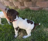Pink female, a female German Shorthaired Pointer for sale in Eagle Mountain, UT – 3 of 3