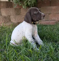Yellow female, a female German Shorthaired Pointer for sale in Eagle Mountain, UT – 2 of 3
