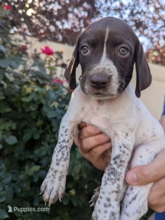 Yellow female – German Shorthaired Pointer puppy for sale in Eagle Mountain, UT