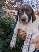 Yellow female, a female German Shorthaired Pointer for sale in Eagle Mountain, UT – 1 of 3