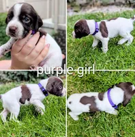 Purple female, a female German Shorthaired Pointer for sale in Eagle Mountain, UT – 2 of 3