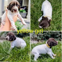 Yellow female, a female German Shorthaired Pointer for sale in Eagle Mountain, UT – 3 of 3