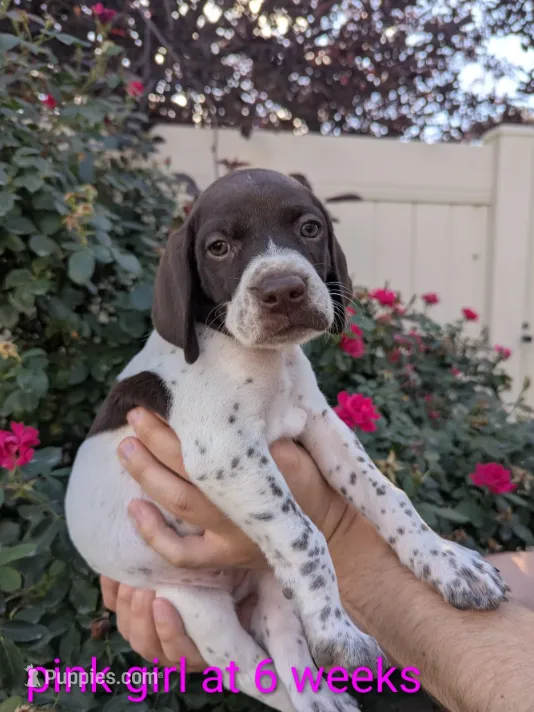 Pink female – German Shorthaired Pointer puppy for sale in Eagle Mountain, UT