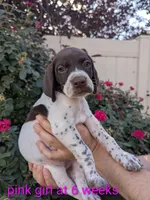 Pink female, a female German Shorthaired Pointer for sale in Eagle Mountain, UT – 1 of 3