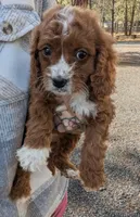 Maple, a female Cavapoo for sale in Sisters, OR – 1 of 3