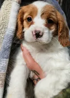 Aspen, a female Cavapoo for sale in Sisters, OR – 1 of 4