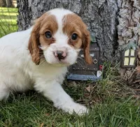 Aspen, a female Cavapoo for sale in Sisters, OR – 2 of 4