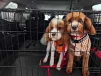 Maple, a female Cavapoo for sale in Sisters, OR – 3 of 3
