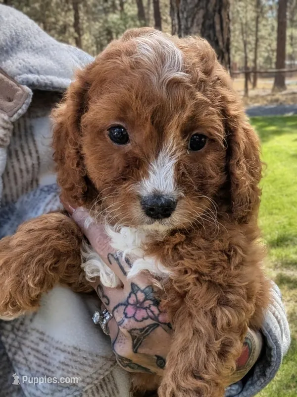 Pondo – Cavapoo puppy for sale in Sisters, OR