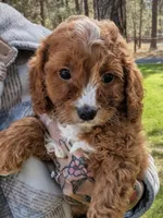 Pondo, a male Cavapoo for sale in Sisters, OR – 1 of 3