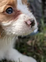 Aspen, a female Cavapoo for sale in Sisters, OR – 3 of 4