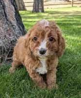Pondo, a male Cavapoo for sale in Sisters, OR – 2 of 3