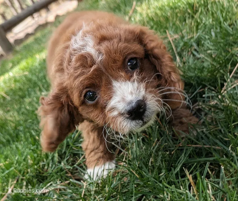 Maple – Cavapoo puppy for sale in Sisters, OR