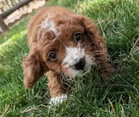 Maple, a female Cavapoo for sale in Sisters, OR – 2 of 3