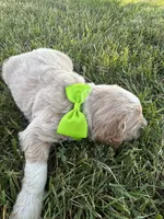 Purrrfect Lime Green Boy, a male Miniature Goldendoodle for sale in Fowlerville, MI – 3 of 5