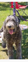 Pretty Purple Lady, a female Miniature Goldendoodle for sale in Fowlerville, MI – 5 of 5