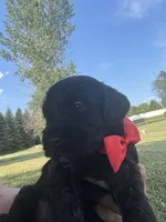 Rockin Red Boy, a male Miniature Goldendoodle for sale in Fowlerville, MI – 2 of 5