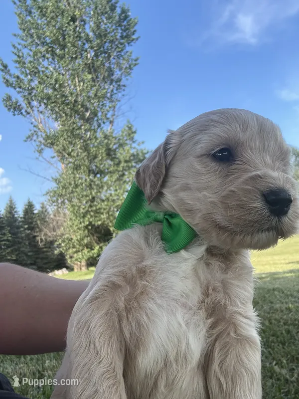 Purrrfect Green Boy – Miniature Goldendoodle puppy for sale in Fowlerville, MI