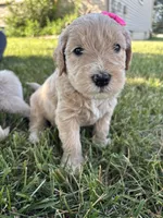 Pretty Purple Lady, a female Miniature Goldendoodle for sale in Fowlerville, MI – 1 of 5