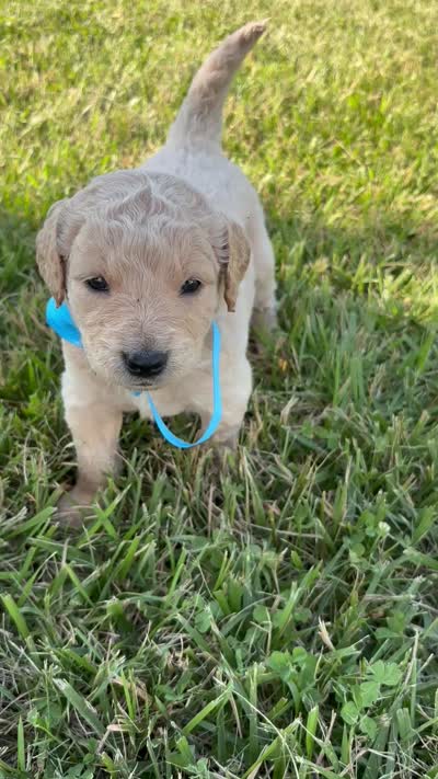 Purrrfect Blue Boy, a male Miniature Goldendoodle for sale in Fowlerville, MI – 3 of 5