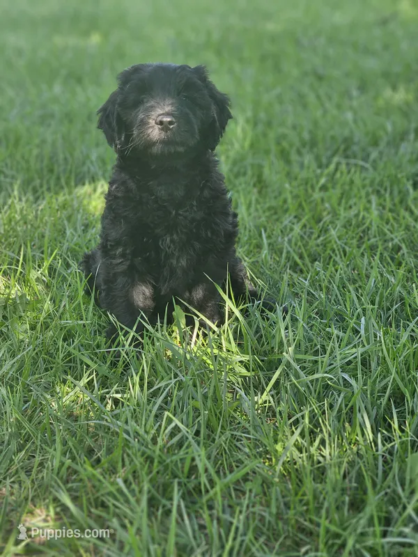 Bashful Blue boy – Goldendoodle puppy for sale in Fowlerville, MI