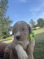 Purrrfect Lime Green Boy, a male Miniature Goldendoodle for sale in Fowlerville, MI – 2 of 5