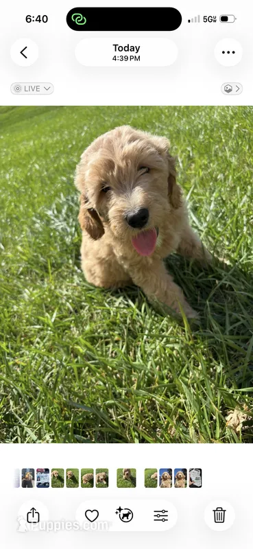 Purrrrfect Purple Girl – Goldendoodle puppy for sale in Fowlerville, MI