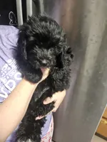 Pretty Pink Girl, a female Goldendoodle for sale in Fowlerville, MI – 4 of 4