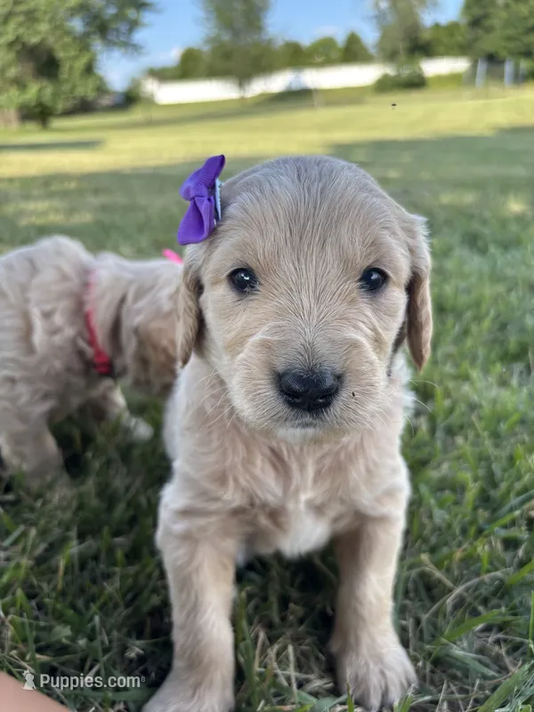 Pretty Purple Lady – Miniature Goldendoodle puppy for sale in Fowlerville, MI