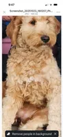 Rockin Red Boy, a male Miniature Goldendoodle for sale in Fowlerville, MI – 5 of 5