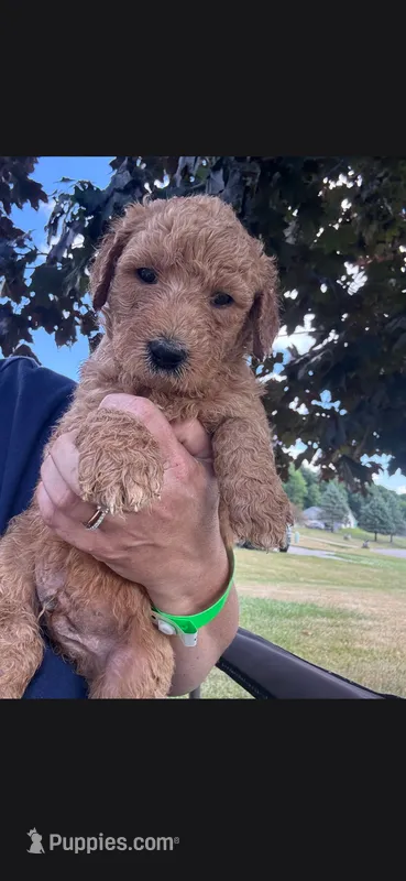 Pretty Pink girl – Goldendoodle puppy for sale in Fowlerville, MI