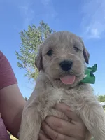 Purrrfect Green Boy, a male Miniature Goldendoodle for sale in Fowlerville, MI – 2 of 5
