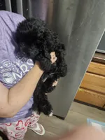 Pretty Pink Girl, a female Goldendoodle for sale in Fowlerville, MI – 2 of 4