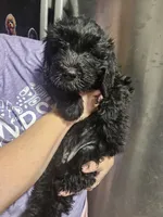 Pretty Pink Girl, a female Goldendoodle for sale in Fowlerville, MI – 3 of 4