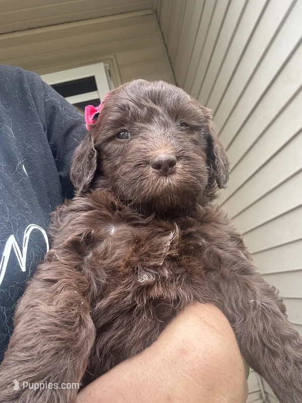 Chocolate Pink Lady – Goldendoodle puppy for sale in Fowlerville, MI